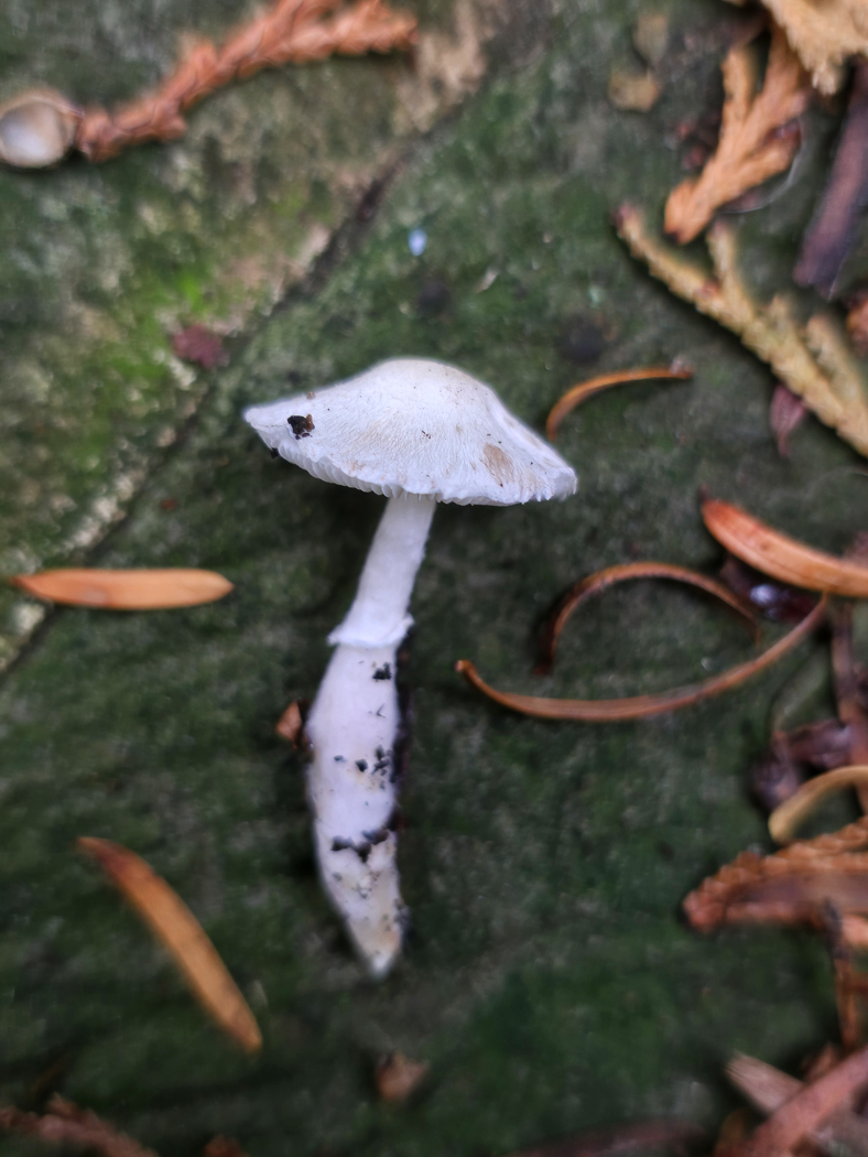 Photo © Jesper Launder Leucoagaricus serenus by Jesper Launder